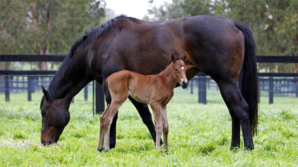 Oscietra: as a foal with her dam and wondermare Black Caviar