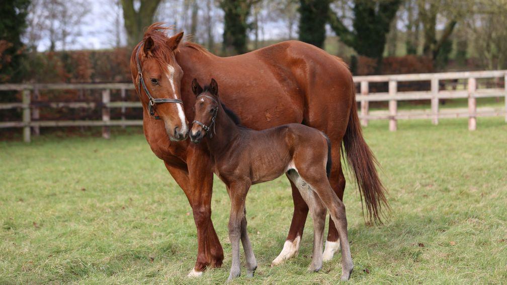 Juddmonte's Kingman colt out of Not In Doubt and from the brilliant family of Hasili