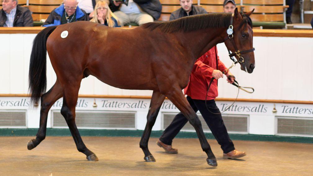 The Coln Valley Stud-consigned Kingman colt before bringing 2,300,000gns from Godolphin
