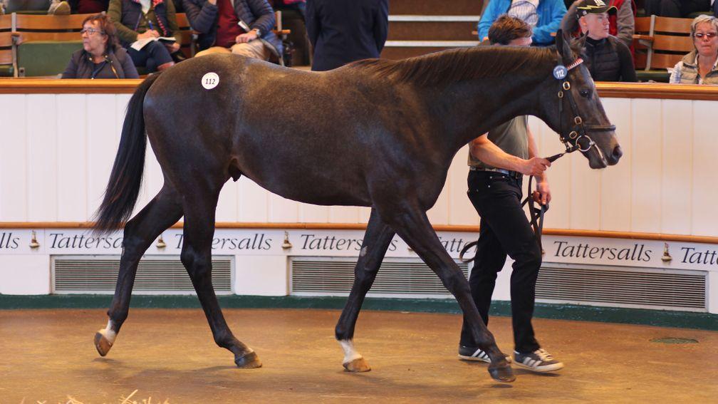 The 1,050,000gns Kingman colt out of Shemya in the Park Paddocks sales ring
