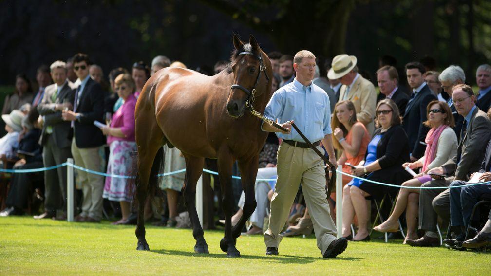 Teofilo being surveyed by his admirers at the Darley stallion parade