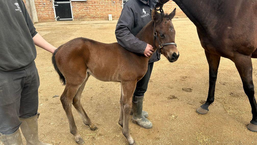 The Emma Banks-owned Pinatubo filly out of Mrs Gallagher