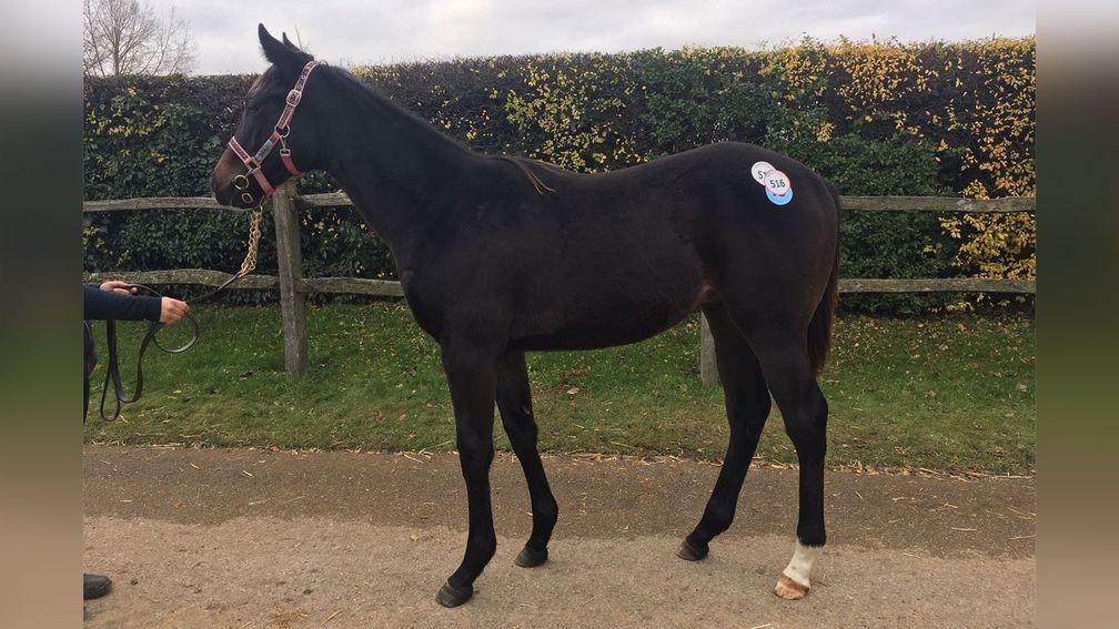 The Bated Breath colt pictured as a foal when bought by WH Bloodstock for 25,000gns