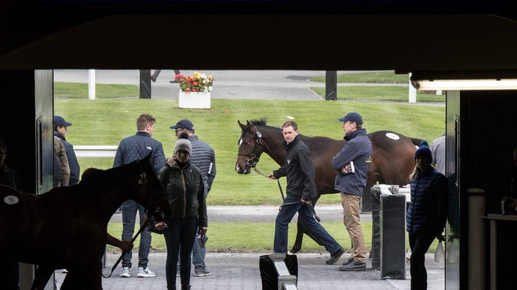 Tattersalls Ireland: the September Yearling Sale saw an increased catalogue but decreased aggregate