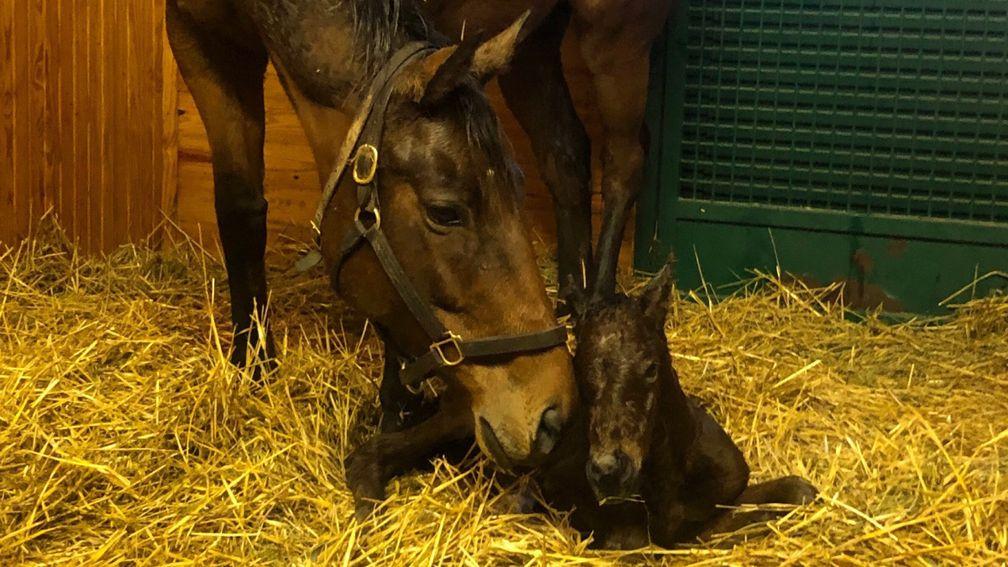 Three-time Breeders' Cup winner Beholder delivered a bay filly by Curlin on Saturday afternoon