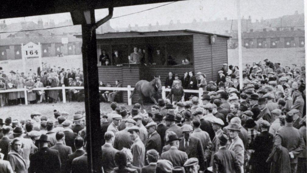 A yearling brother of Musidora is sold for 10,500gns at Doncaster's Tattersalls sale in September 1950