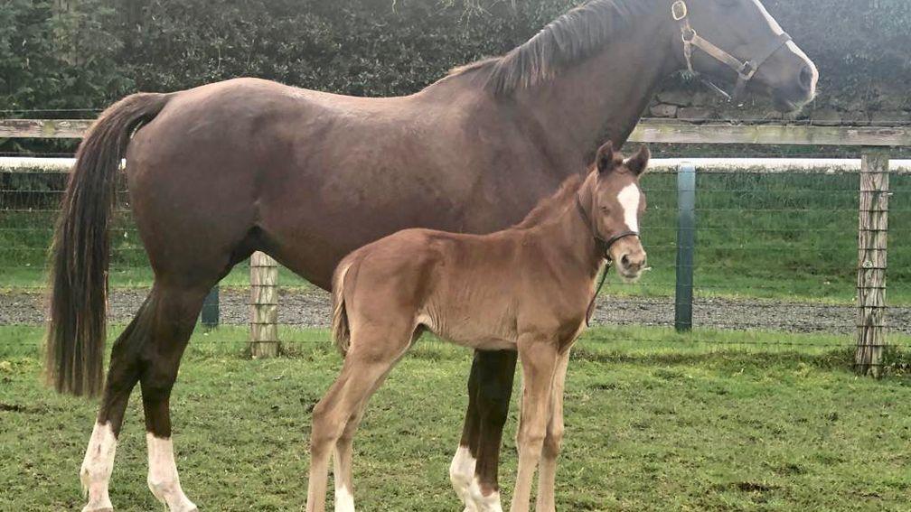 Goldford Stud's No Risk At All colt out of Stone Light