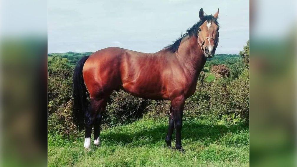 Zebadiah: winning son of Zebedee has the perfect conformation required to excel as a sport horse sire