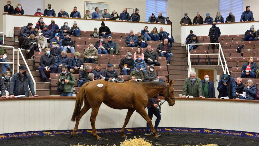 Buildmeupbuttercup in the sales ring at Tattersalls Ireland