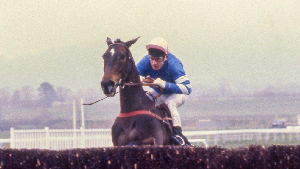 Anaglogs Daughter: a top novice chaser and second in the Champion Chase