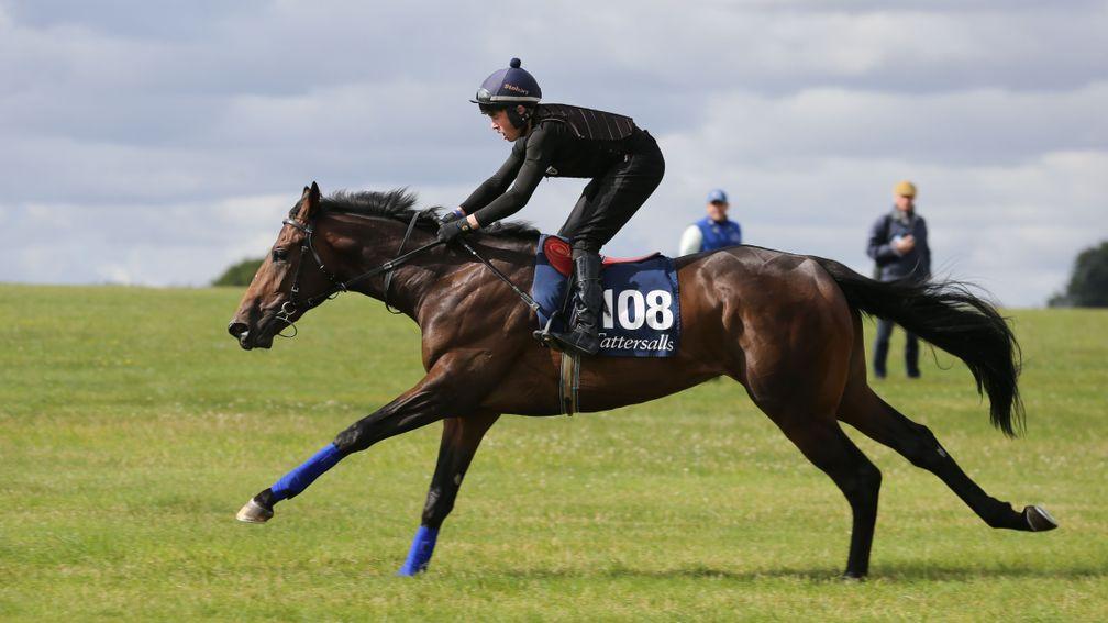 The sale-topping Excelebration colt breezes up the Rowley Mile