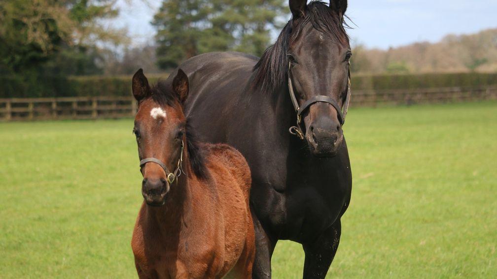 The Aga Khan Studs' Siyouni filly out of Narmeen