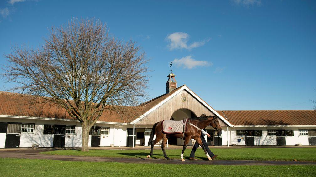 Toronado at the National Stud: one of the conduits for his late sire's legacy