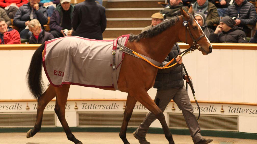 Etoile went through the ring at Tattersalls last year