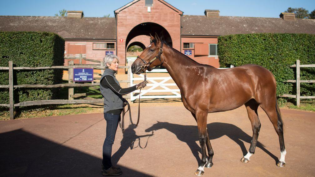 Gloam: the 4,000,000gns Galileo filly strikes a pose at Tattersalls before going through the ring