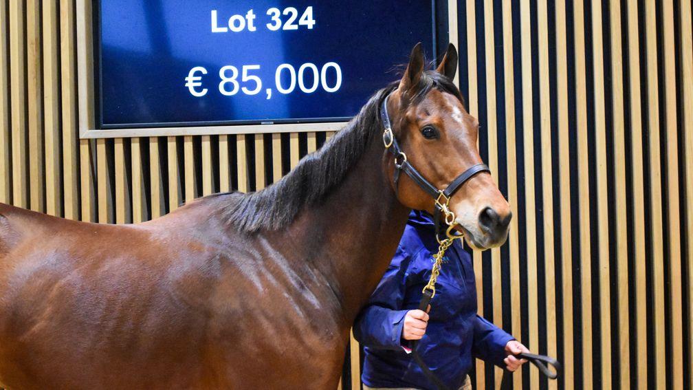 Swiss Affair - Newsells Park Stud took a shine to the extent of €85,000