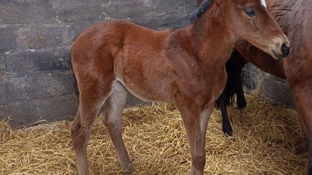 A three week-old Far Above filly at Hollow Lodge Stud out of the well-related Oasis Dream mare, Campaign.