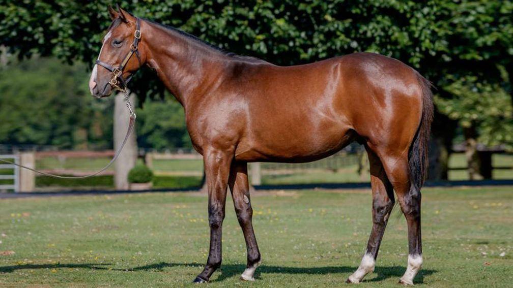 The Medaglia D'Oro colt out of Rusty Slipper selling at Arqana this weekend