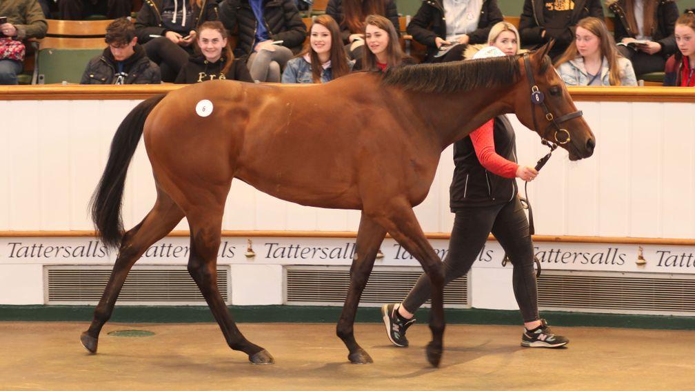 Divine Spirit goes through the ring at Tattersalls last month