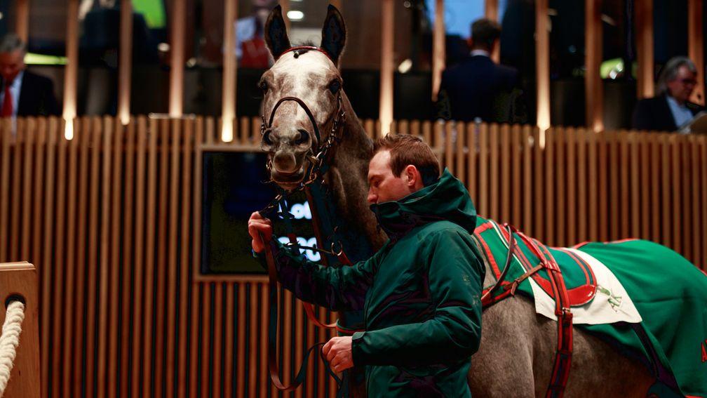 Roaring Lion's Sheradann was bought for Jim and Fitri Hay at Arqana 