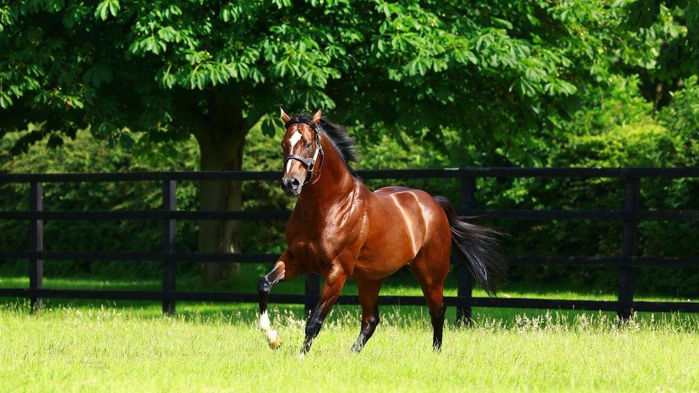 Toronado - A winner of the Sussex Stakes from Dawn Approach and Declaration Of War