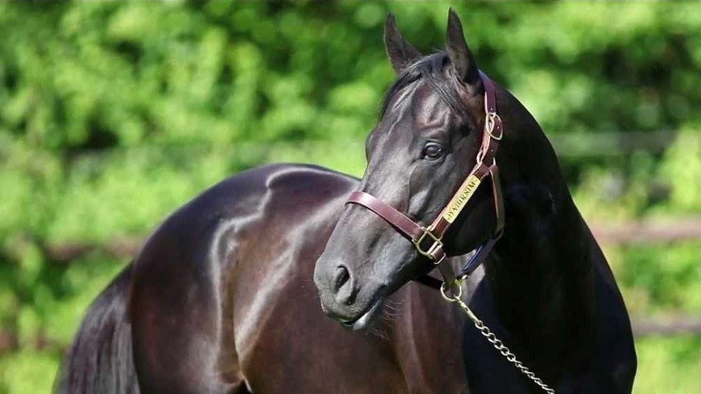 Dabirsim: ranks as one of the best Sunday Silence-line stallions to have stood in Europe