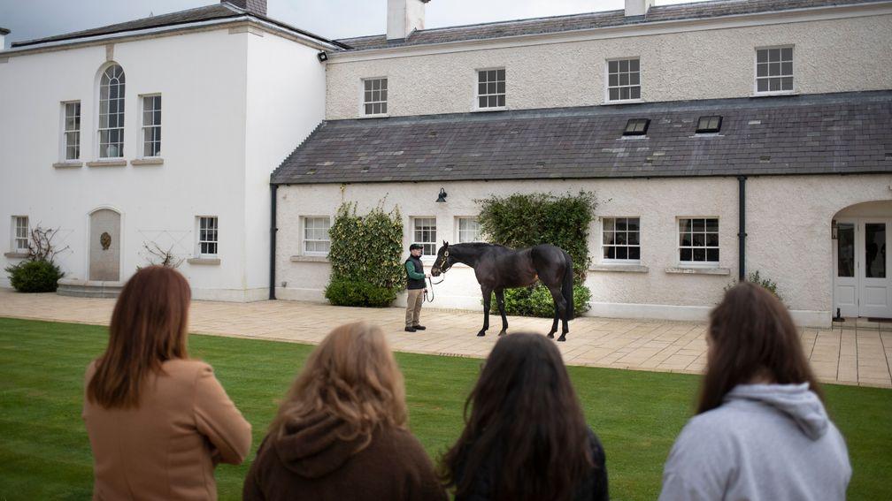 Dual Derby winner Harzand poses for visitors to the Aga Khan's Gilltown Stud