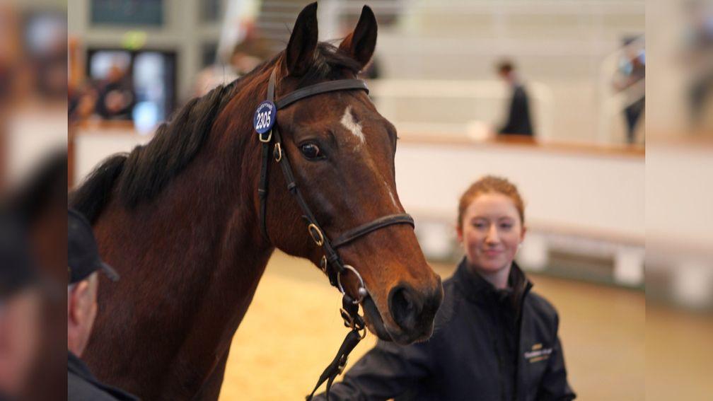 Poyle Dee Dee: most expensive mare sold in final session since 2012