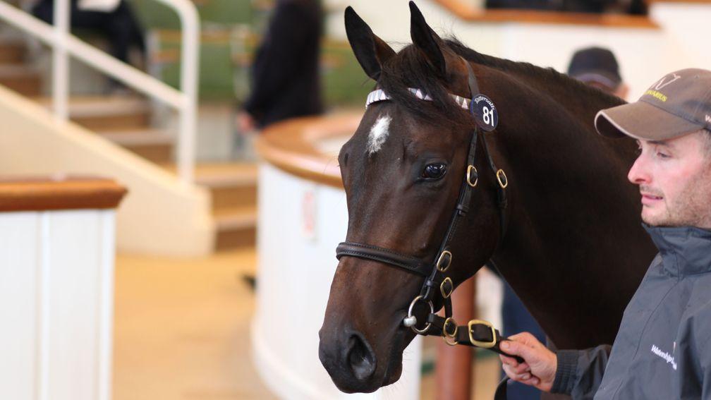 J Wonder's Dubawi colt made 450,000gns to a partnership between MyRacehorse and Andrew Rosen