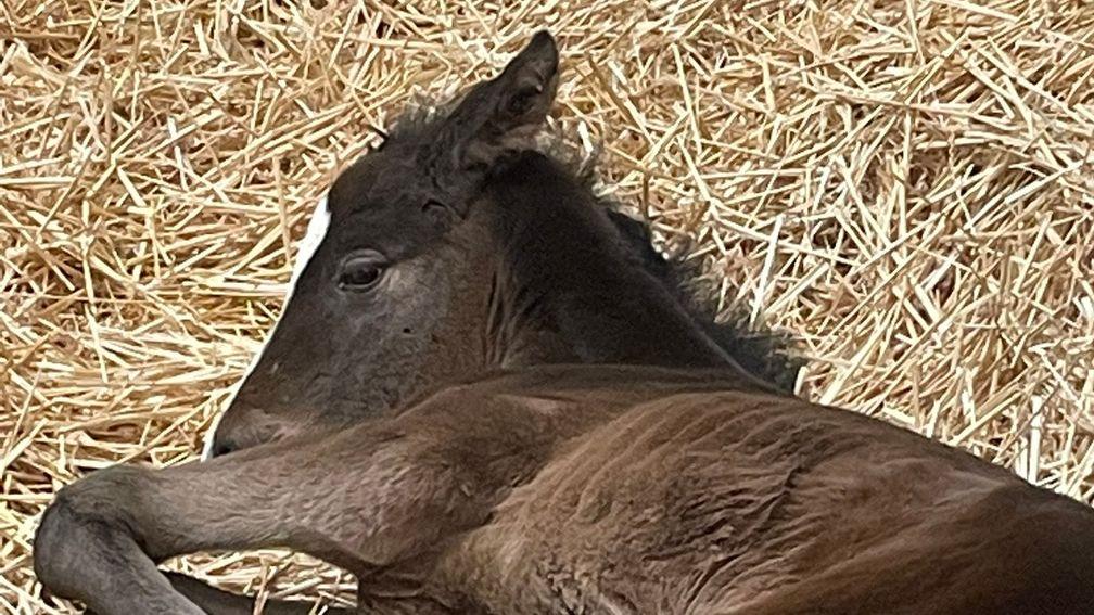 Parks Farm Stud's Pinatubo filly out of Queens Park taking a well-earned rest