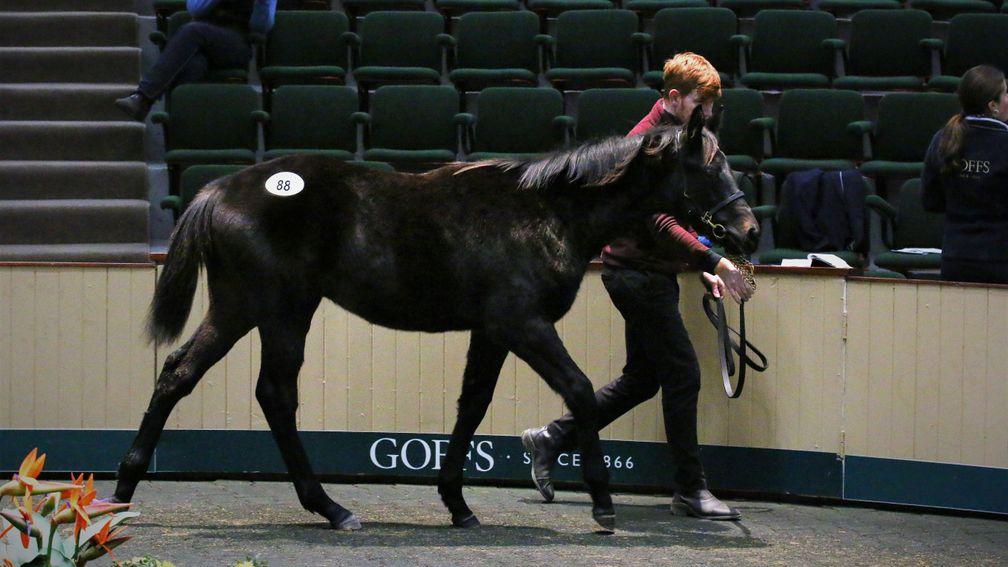 Lot 88: the session-topping son of Caravaggio in the Goffs ring