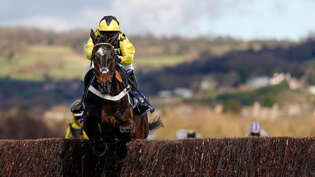 CHELTENHAM, ENGLAND - MARCH 16: Nico de Boinville riding Shishkin clear the last to win The Sporting Life Arkle Challenge Trophy Novices' Chase at Cheltenham Racecourse on March 16, 2021 in Cheltenham, England. Sporting venues around the UK remain under s