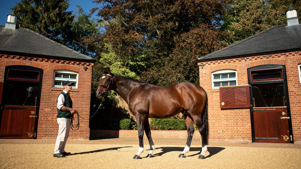 Frankel and stallion man Rob Bowley at Juddmonte's Banstead Manor Stud
