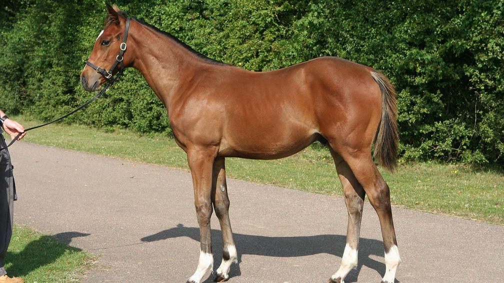 Frankel was born in box 5 at Banstead Manor Stud and then spent three months grazing at Coolmore