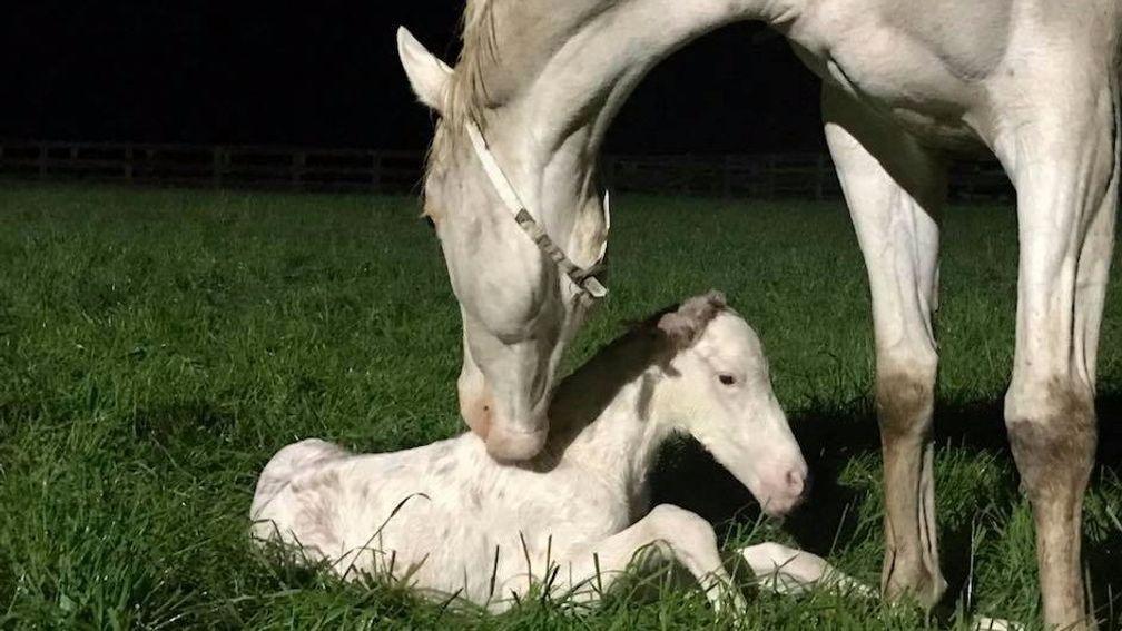 The Opera House with her white Mongolian Khan foal