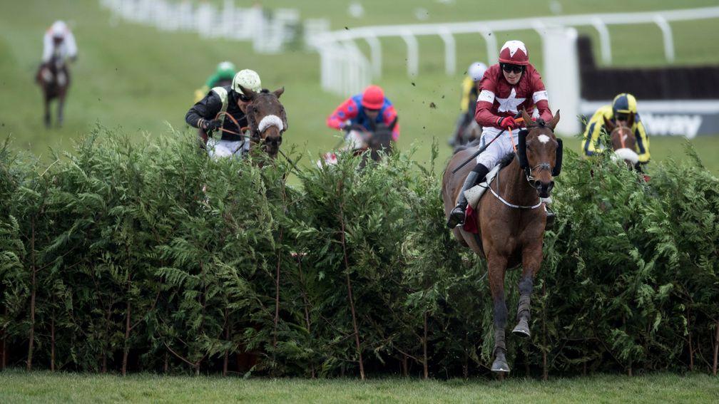 Tiger Roll: last year's festival hero may be hard to beat on Friday at Cheltenham, according to Enda Bolger, trainer of Josies Orders and My Hometown