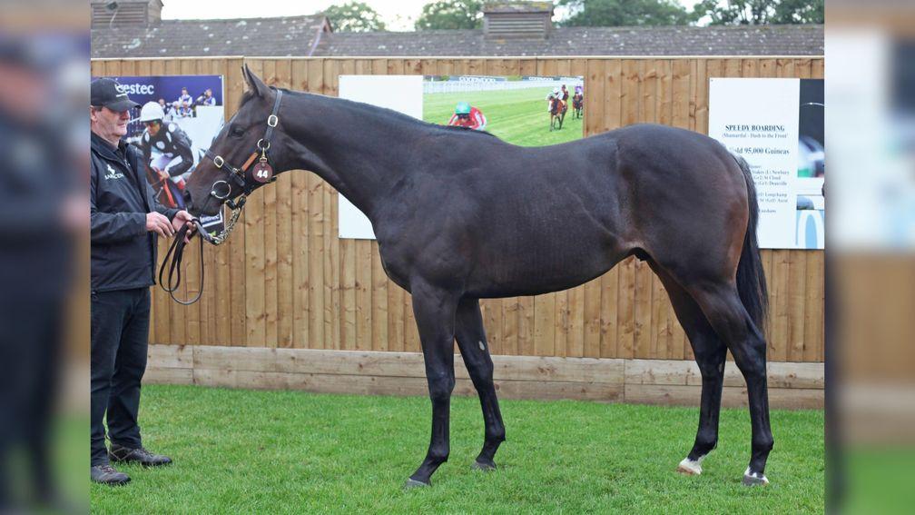 Lot 44: Meon Valley Stud's Dubawi colt out of Speedy Boarding
