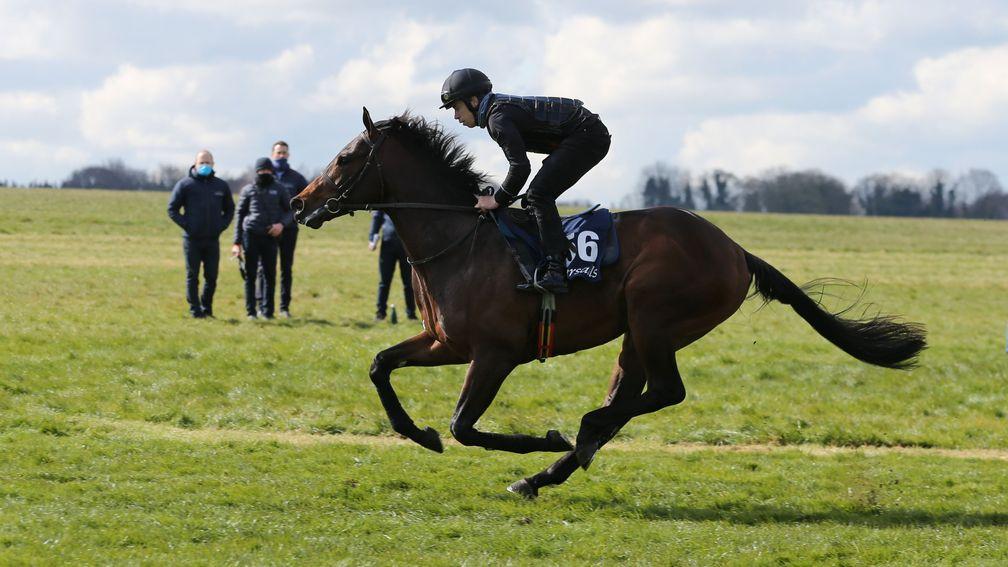 Native Trail is put through his paces at last year's Tattersalls Craven Breeze-Up
