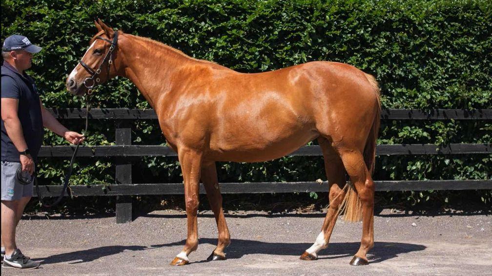 Galileo mare Footprints is being offered in foal to Wootton Bassett