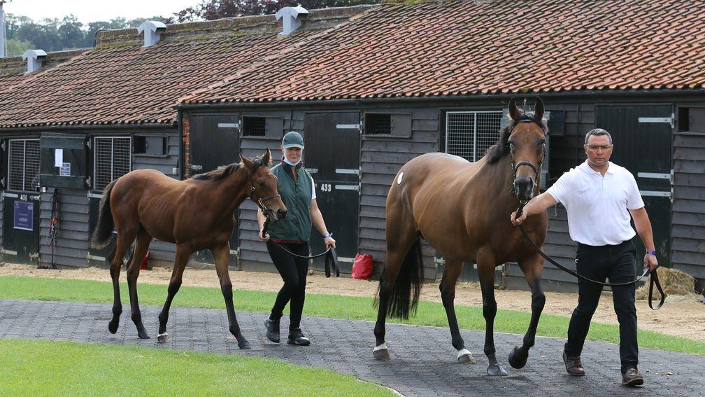 Mzyoon parades with her Exceed And Excel colt foal