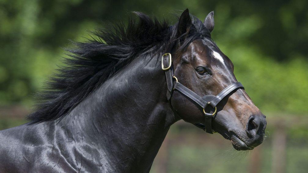 Bated Breath: a solid source of winners at Banstead Manor Stud
