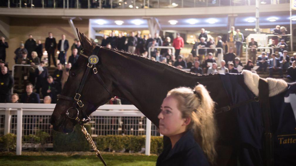 Feel My Pulse - a son of the late Stowaway - on his way to selling for £330,000 at Cheltenham
