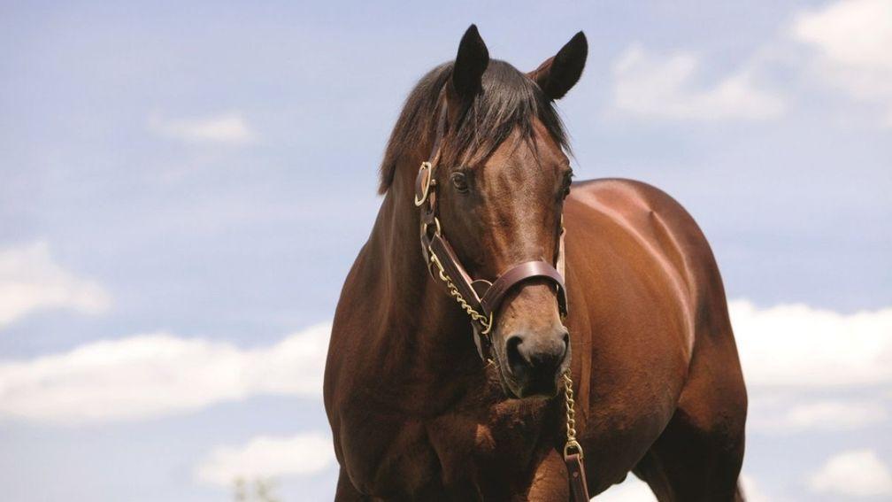 Elusive Quality: his daughters supplied two winners at the Breeders' Cup