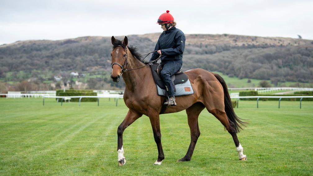 Laurina, pictured at Cheltenham on Sunday under Rachael Robins, is taking the Champion Hurdle test