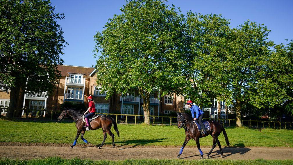 NEWMARKET, ENGLAND - JUNE 09: The Australian horse Artorius (R) stabled at Charlie Fellowes Bedford House yard makes its way to the Side Hill gallop during a Royal Ascot media morning for international challengers at Newmarket Racecourse on June 09, 2022