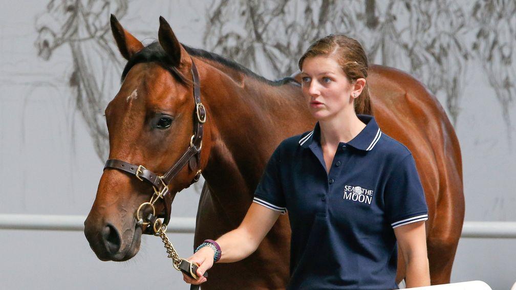 The Sea The Moon colt that fetched €460,000 from Blandford Bloodstock on behalf of Godolphin