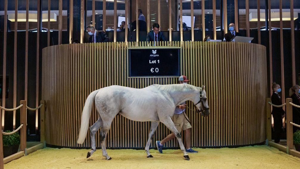 Classic winner Tin Horse was bought to stand at Yannick Fertillet's Haras de la Baie