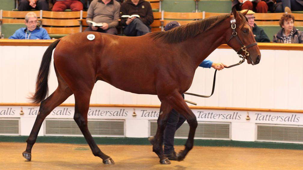 This son of Australia went the way of John and Jake Warren for 380,000gns