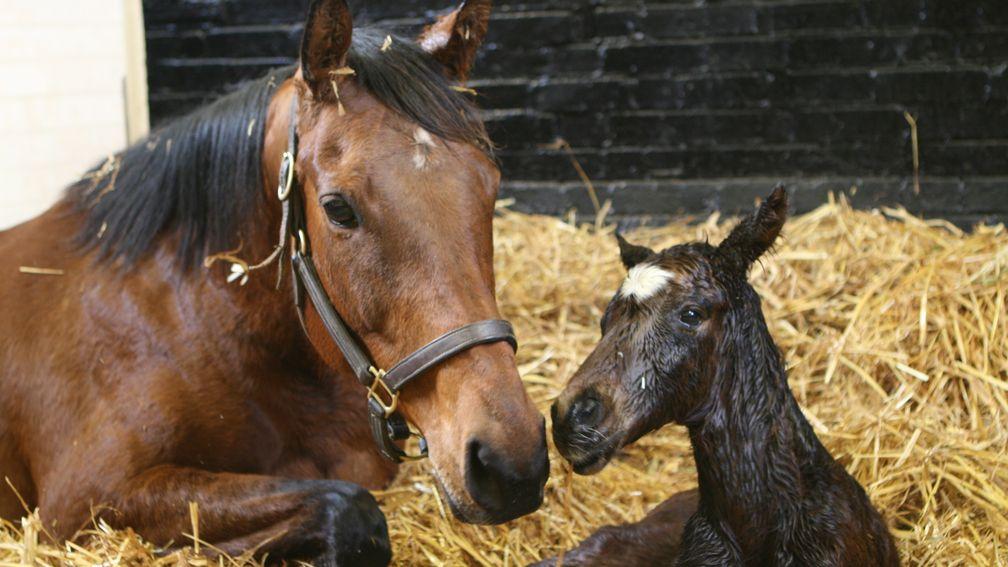 The brilliant racemare Midday with her first foal in 2013 - he turned out to be Midterm