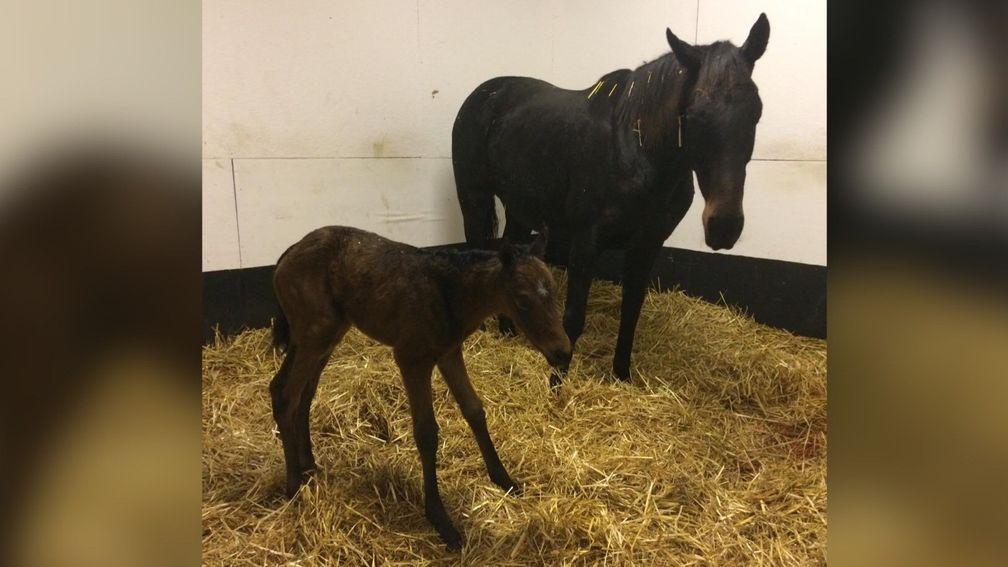 Cara's Way with her filly foal by Order Of St George